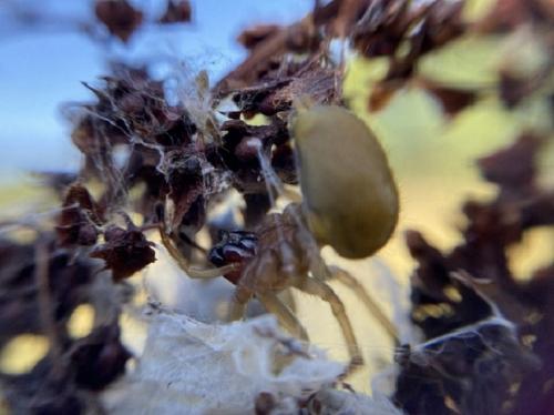 Cheiracanthium punctorium
